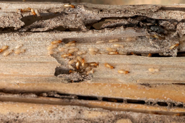 Best Bed Bug Extermination  in Roebling, NJ